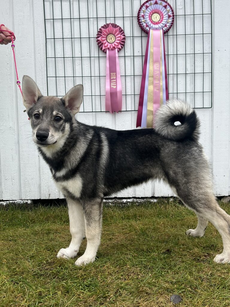 Kan være et bilde av hund og tekst