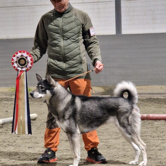 Kan være et bilde av 1 person, hund og tekst