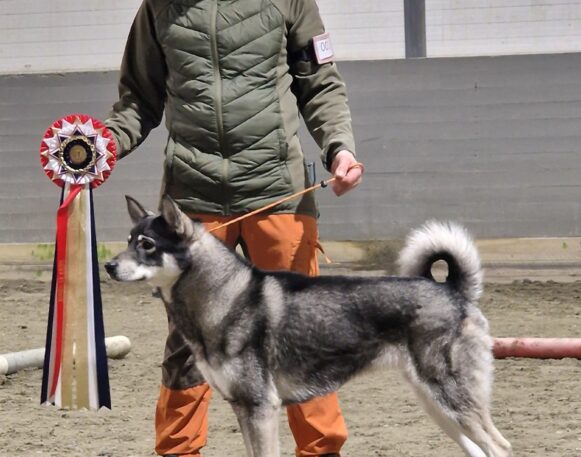 Kan være et bilde av 1 person, hund og tekst